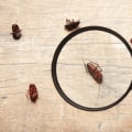 Say Goodbye To Common Indoor Pests In Rocklin: How Rodent Control Services Can Keep Your Home Pest-Free