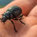 Identifying And Eliminating Common Indoor Pests In Las Vegas: A Homeowner's Guide