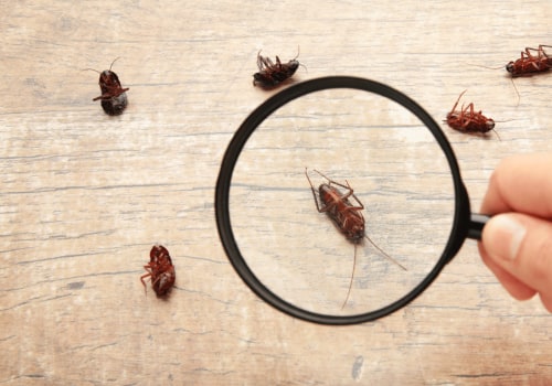 Say Goodbye To Common Indoor Pests In Rocklin: How Rodent Control Services Can Keep Your Home Pest-Free